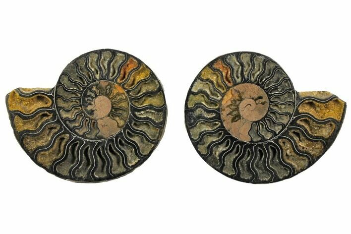 Cut/Polished Ammonite Fossil - Unusual Black Color #132597